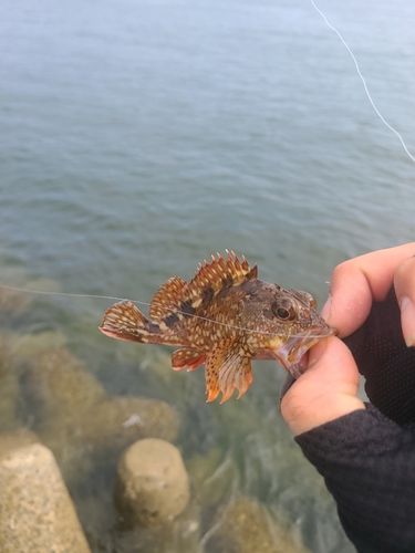 アラカブの釣果