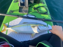 ワラサの釣果