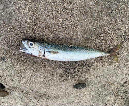 サバの釣果