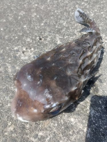 イシガキフグの釣果