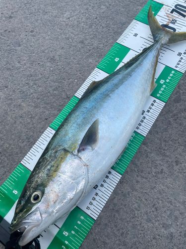ワラサの釣果
