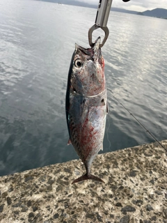 カツオの釣果