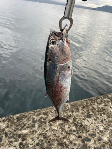 鹿児島湾南部