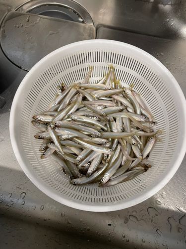 フィッシングセンターうおまん