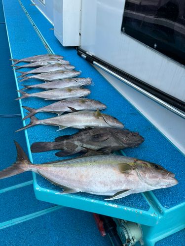 カンパチの釣果