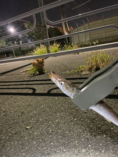アカカマスの釣果