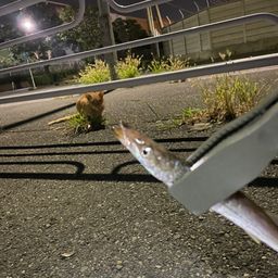 アカカマス