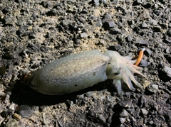 シリヤケイカの釣果