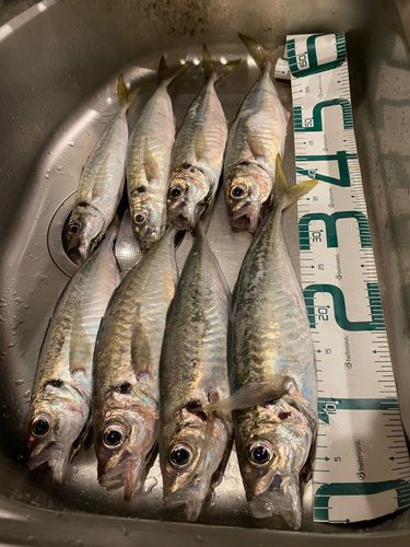 アジの釣果