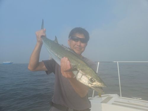 サワラの釣果