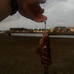 キジハタ