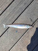 シロギスの釣果