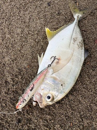 メッキの釣果