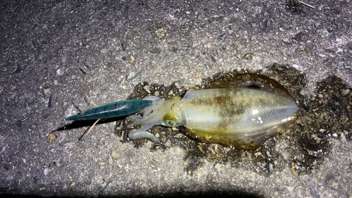 水産試験場跡