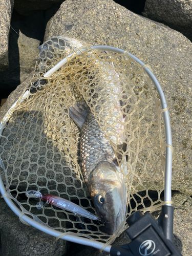 ニゴイの釣果