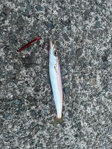 カマスの釣果