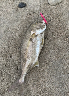 ショゴの釣果