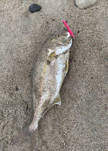 ショゴの釣果
