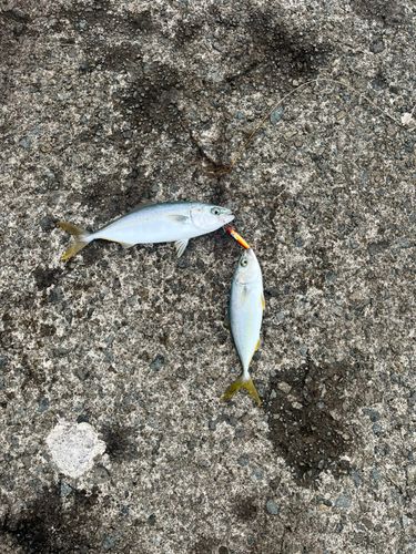 ワカシの釣果