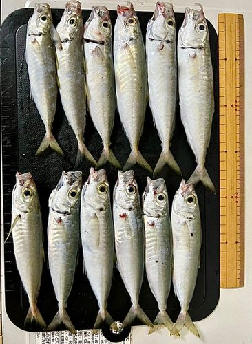 アジの釣果