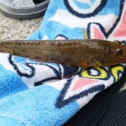 ハゼ