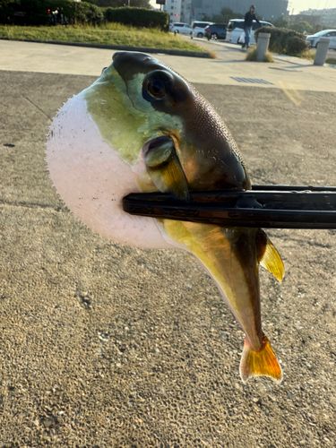 クサフグの釣果