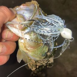 ブラックバス