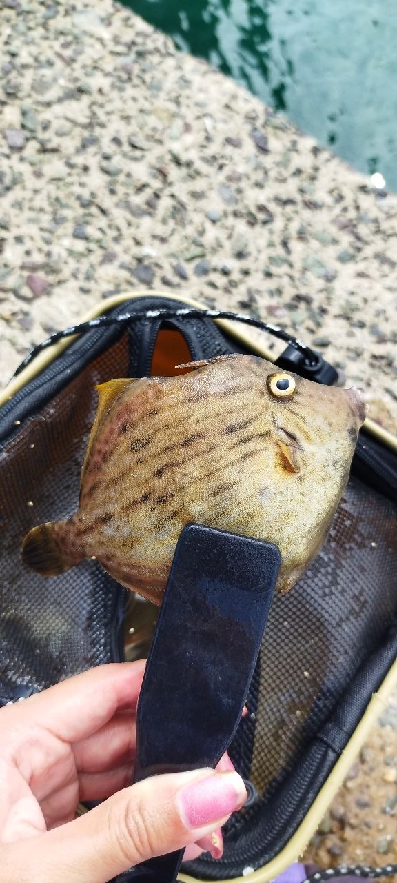 カワハギ