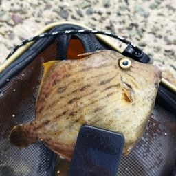 カワハギ