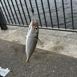 サバ