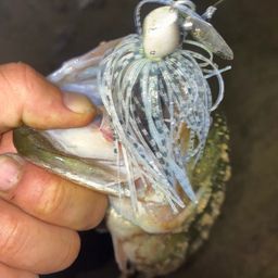 ブラックバス