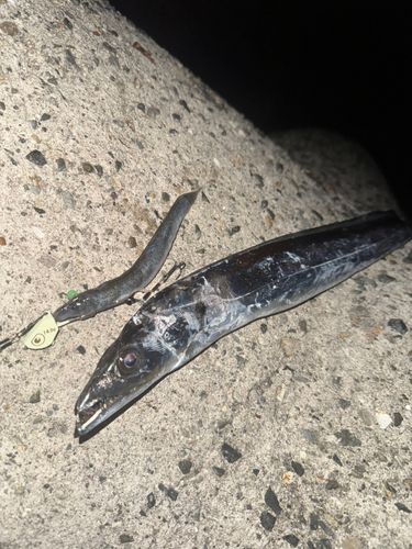 タチウオの釣果