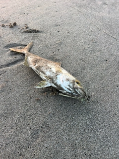 ショゴの釣果