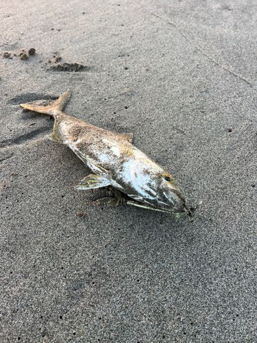 ショゴの釣果