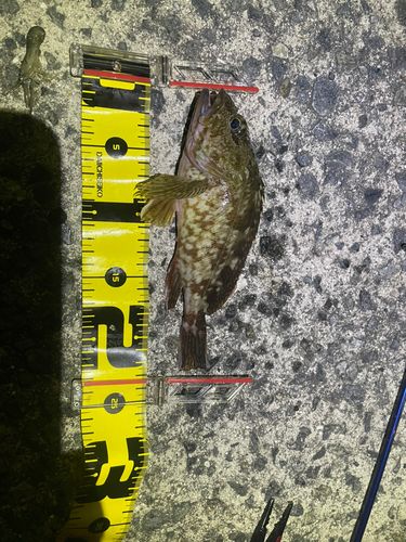 カサゴの釣果