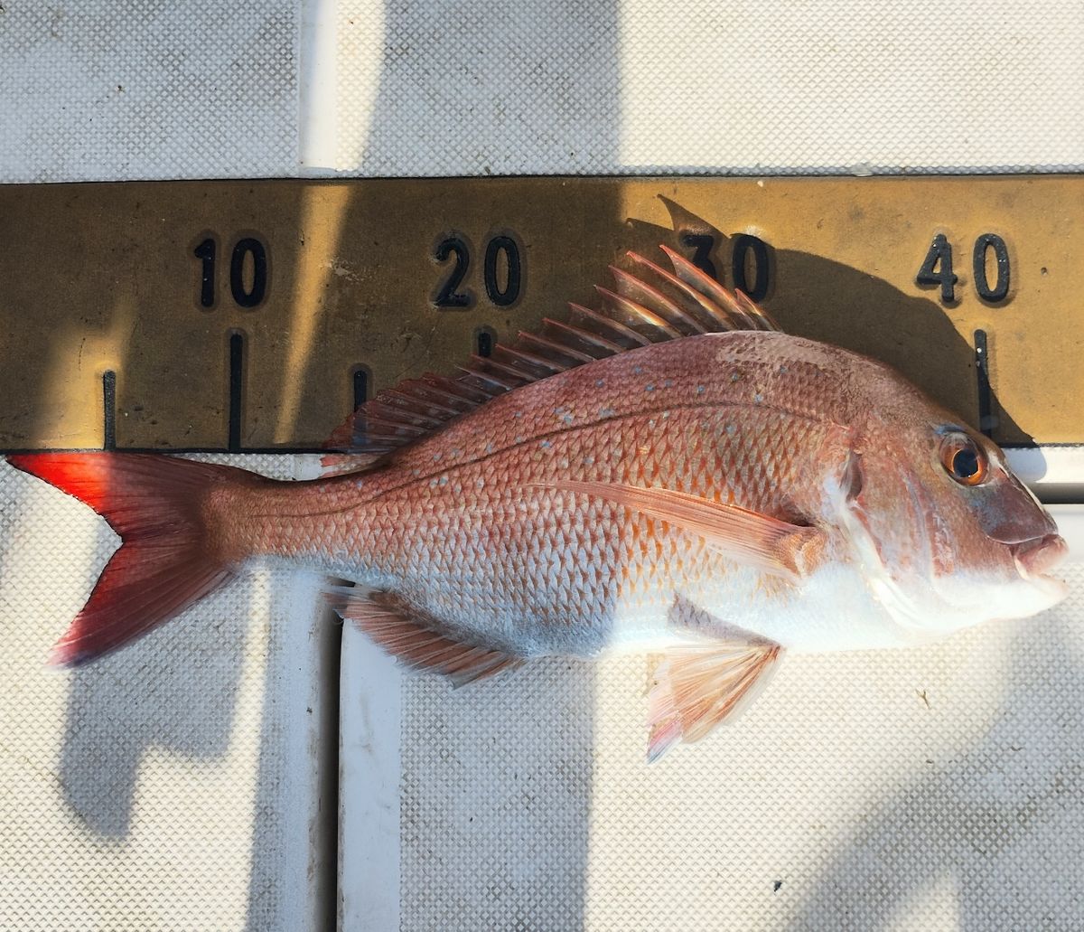 ボブボブボブさんの釣果 1枚目の画像