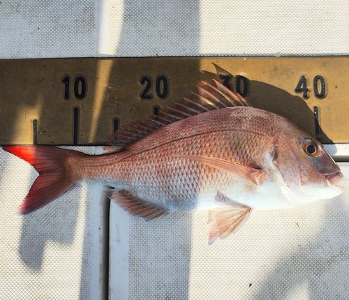 マダイの釣果