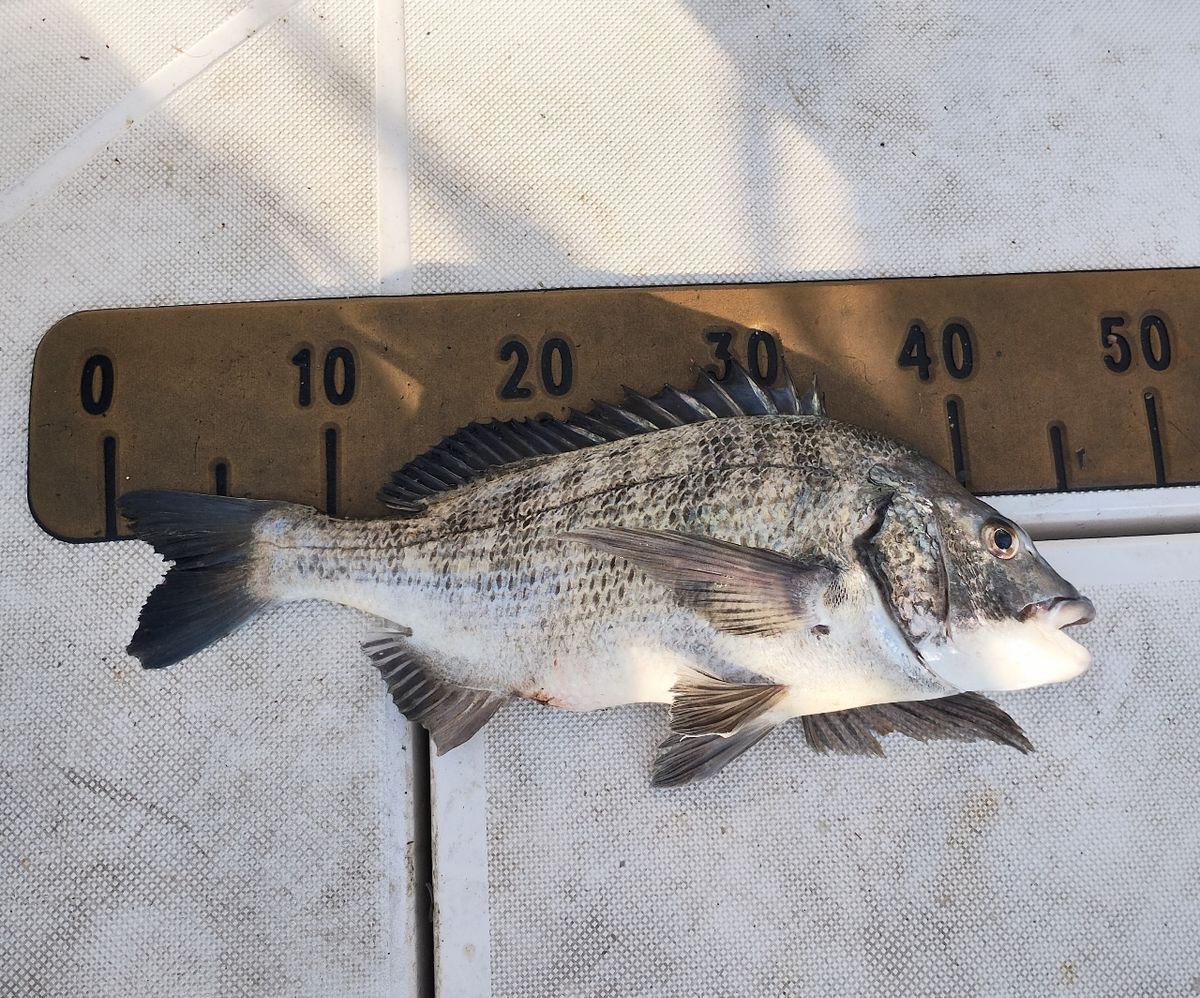 ボブボブボブさんの釣果 2枚目の画像