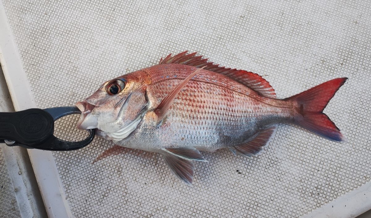 ボブボブボブさんの釣果 3枚目の画像