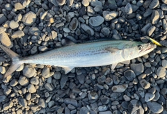 サゴシの釣果