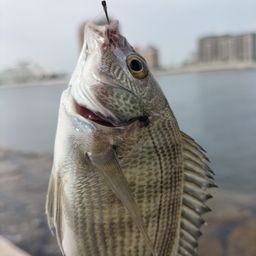 チヌ