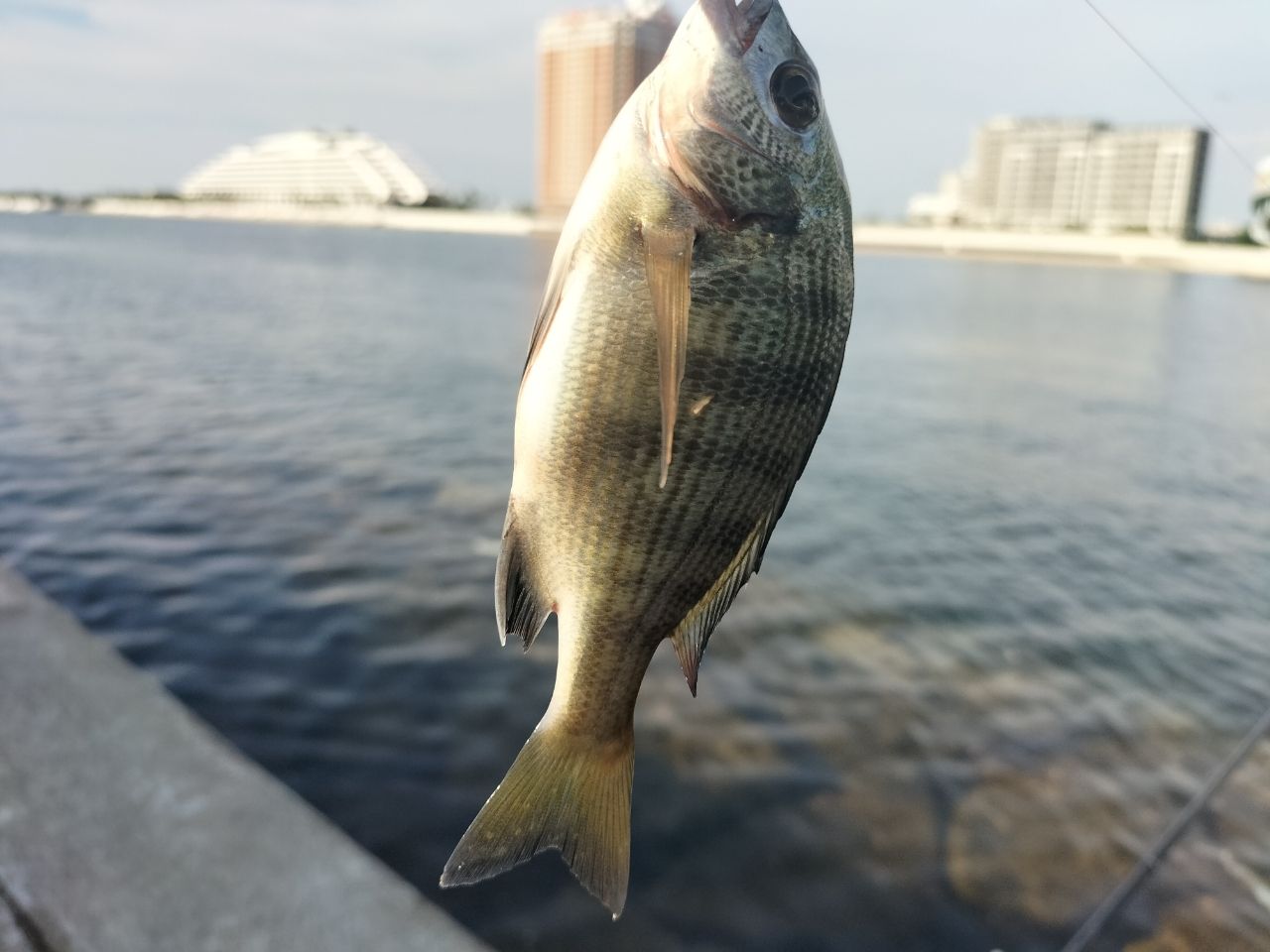 チヌ