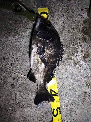 チヌの釣果