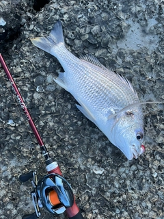 ヘダイの釣果