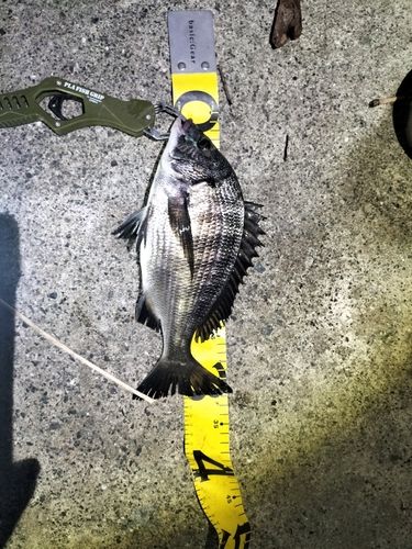 チヌの釣果