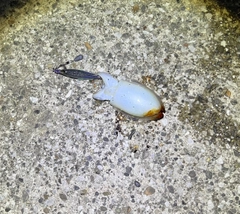 シリヤケイカの釣果