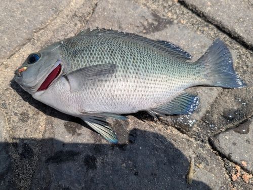 メジナの釣果