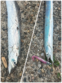 タチウオの釣果
