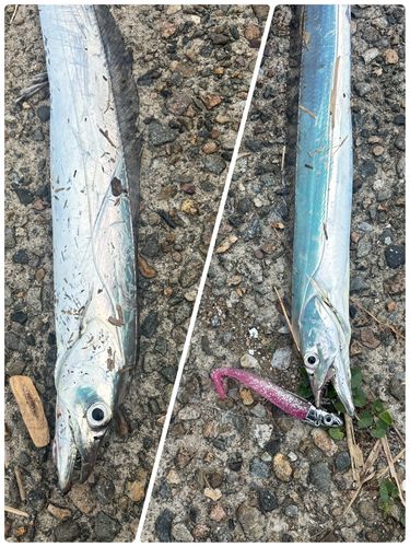 タチウオの釣果