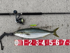 ハマチの釣果